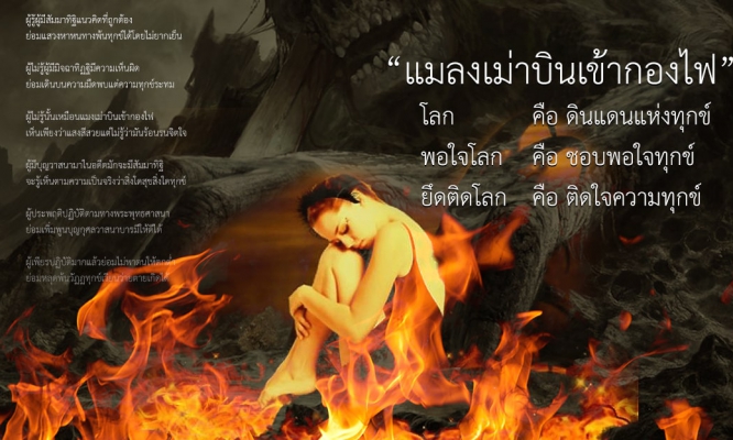 แมลงเม่าบินเข้ากองไฟ