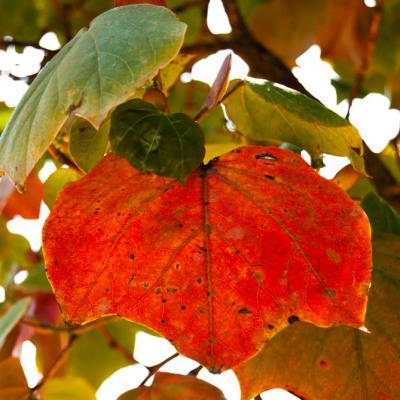 ดอยอินทนนท์ เชียงใหม่