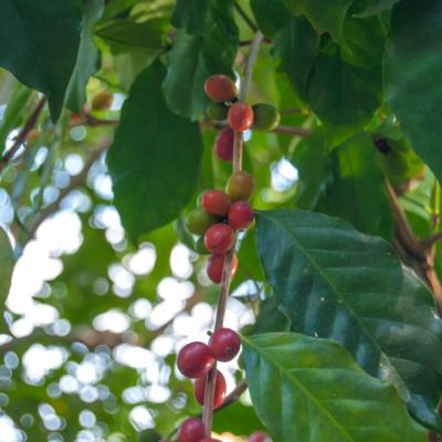 ดอยอินทนนท์ เชียงใหม่